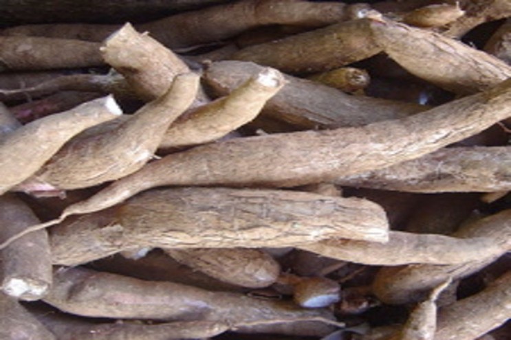 Harvested Cassava tuber. Credit: Scientific America  